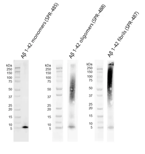 Amyloid Beta 1-42 Oligomers - image 2