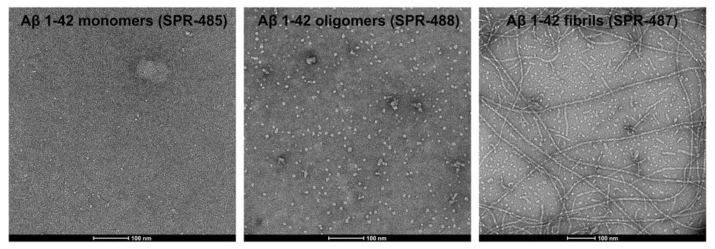 Amyloid Beta 1-42 Oligomers - image 1