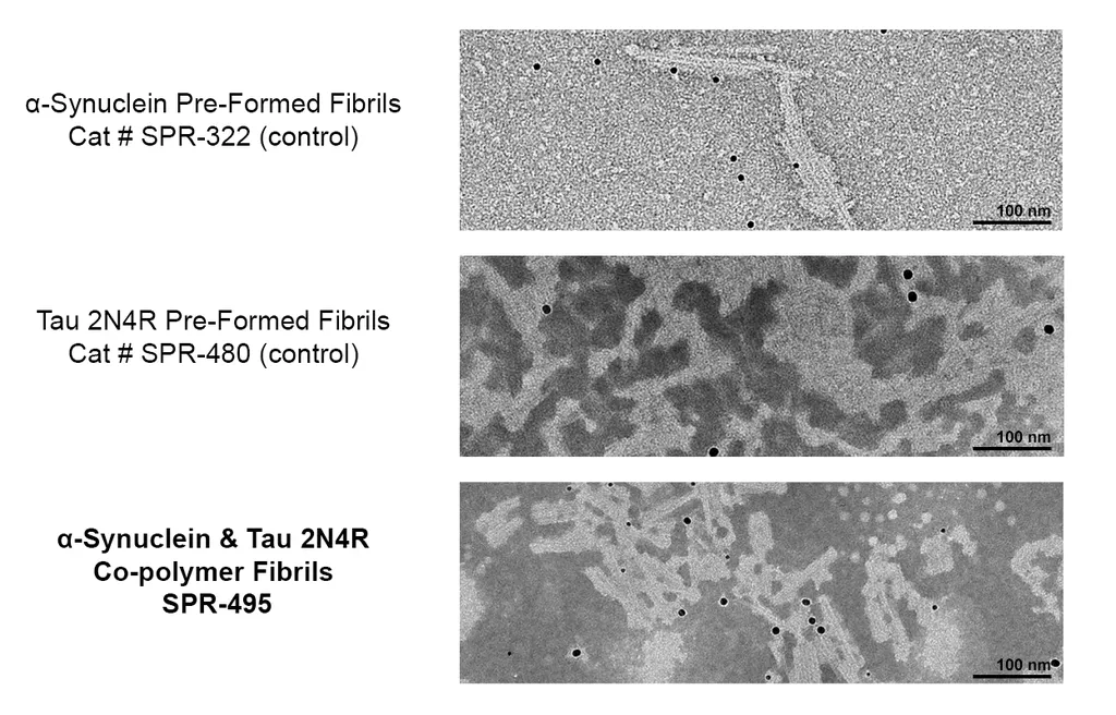 Tau-441 (2N4R) and Alpha Synuclein Co-Polymer Fibrils - image 2
