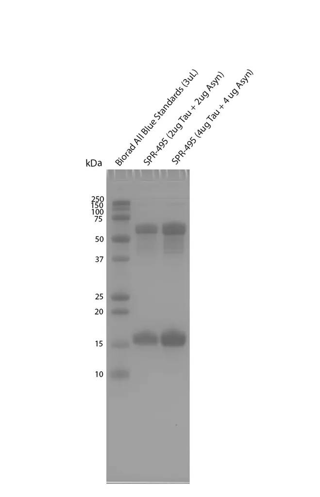 Tau-441 (2N4R) and Alpha Synuclein Co-Polymer Fibrils - image 3