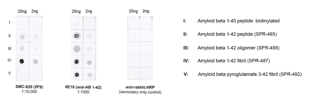 Amyloid Beta 1-42 Oligomer Antibody: PerCP - image 4