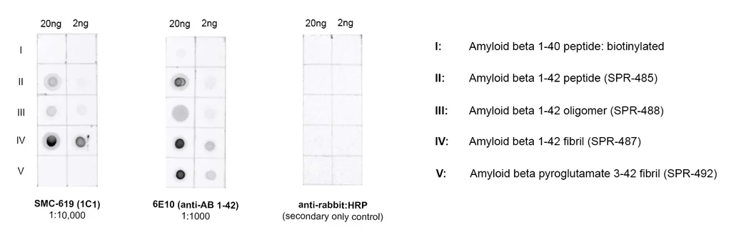 Amyloid Beta 1-42 Oligomer Antibody: PerCP - image 4