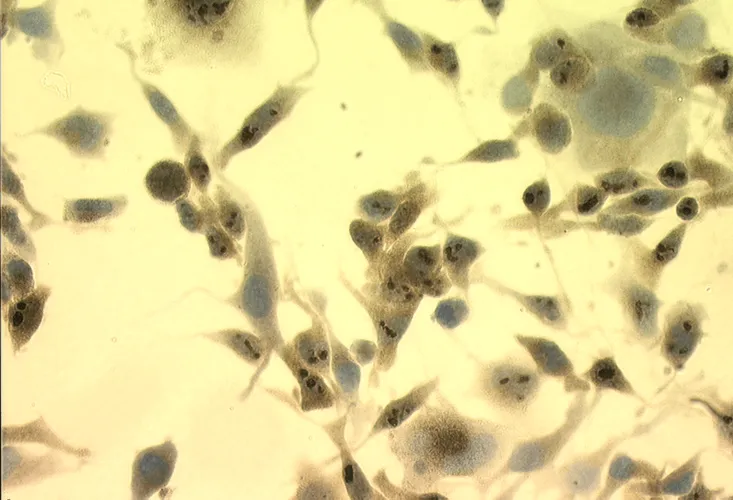 HSP70 Antibody: ATTO 488 - image 2