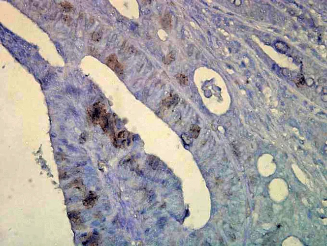 HSP70 Antibody: ATTO 488 - image 3