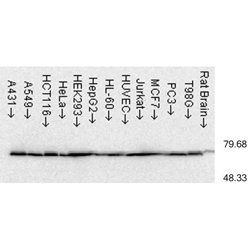 HSP70 Antibody: ATTO 488 - image 4