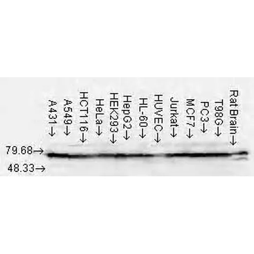 HSP70/HSC70 Antibody - image 2