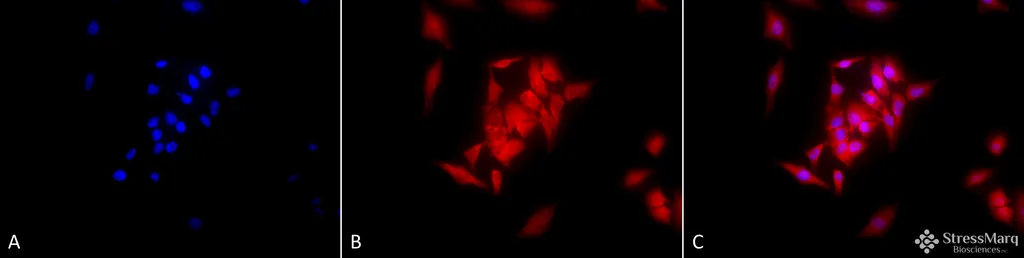 GRP94 Antibody: PerCP - image 2