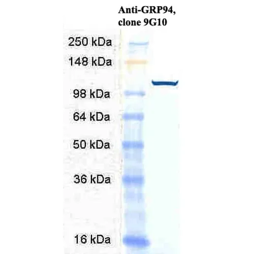 GRP94 Antibody: PerCP - image 3