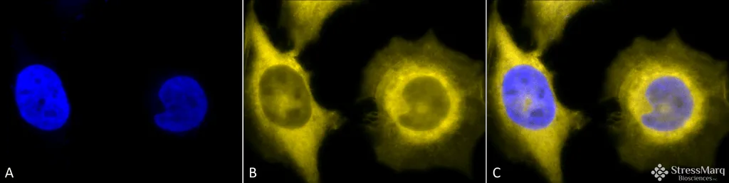 GRP94 Antibody: PerCP - image 1