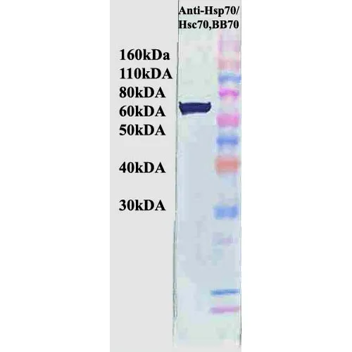 HSP70/HSC70 Antibody - image 5
