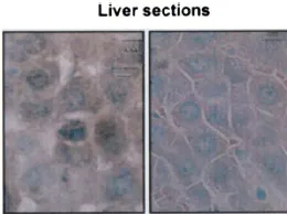HSP70/HSC70 Antibody: RPE - image 6