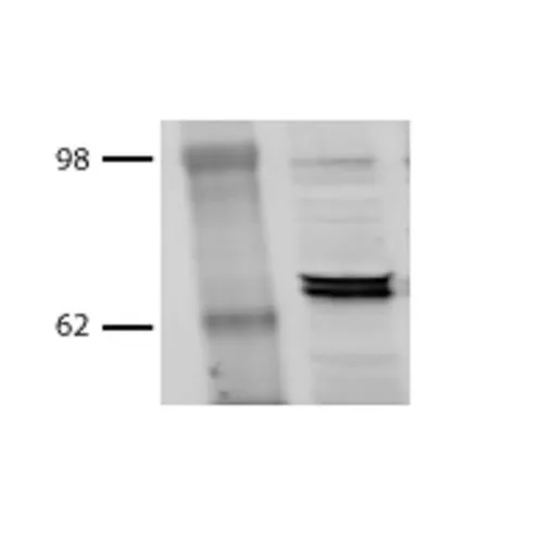 HSP70/HSC70 Antibody - image 3