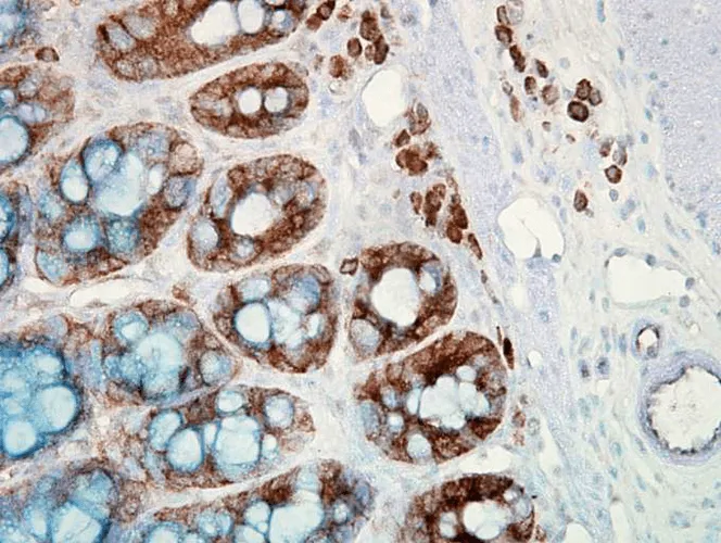 HSP90 Antibody: PerCP - image 2