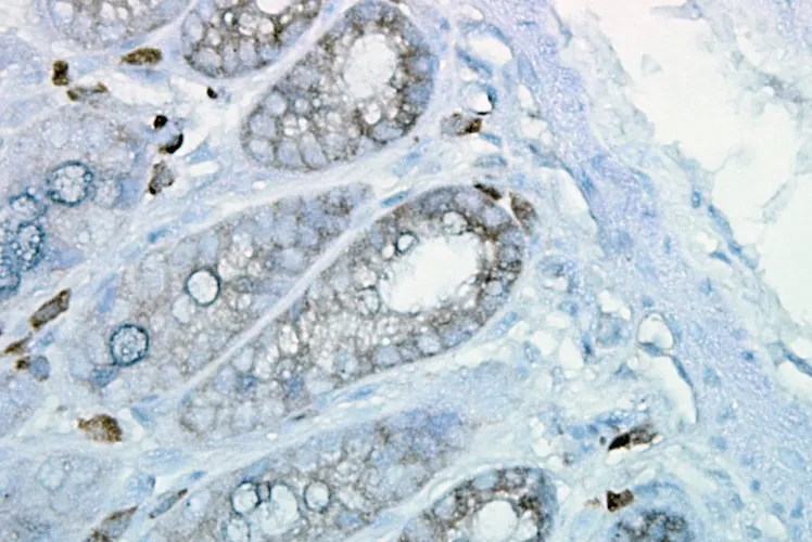 HSP90 Antibody: PerCP - image 5