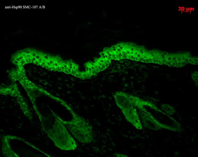 HSP90 Antibody: PerCP - image 6
