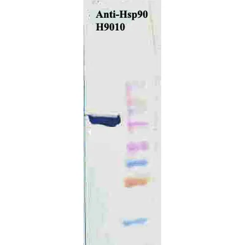 HSP90 Antibody: PerCP - image 7