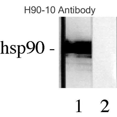 HSP90 Antibody: PerCP - image 8