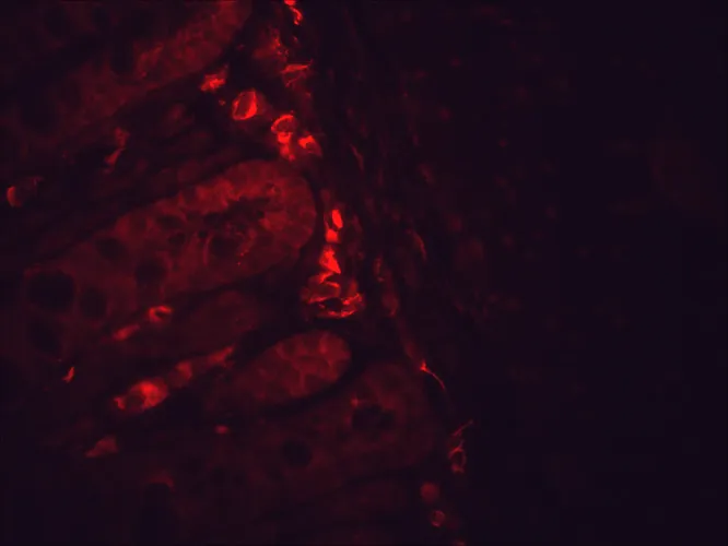 HSP90 Antibody: PerCP - image 1
