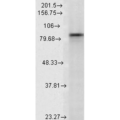HSP90 alpha Antibody - image 2