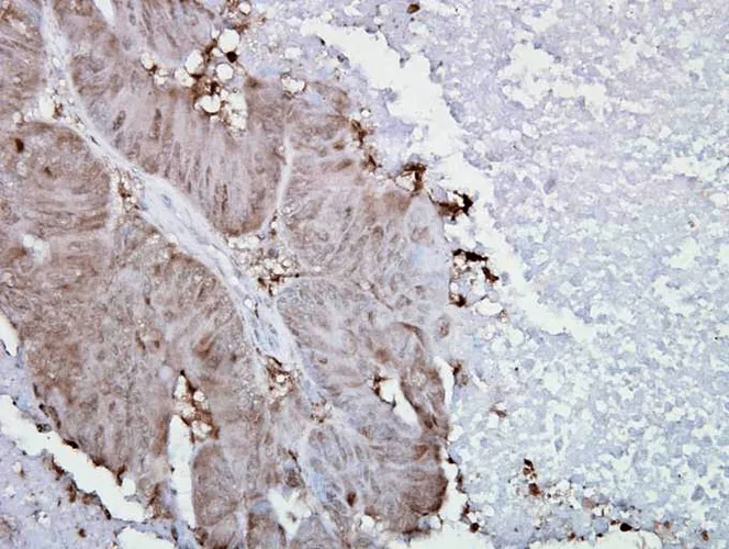 HSP90 alpha Antibody - image 1