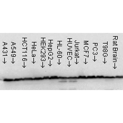 HSP60 Antibody - image 3