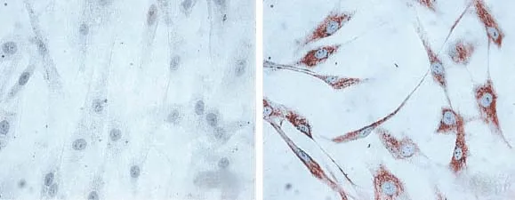 HSP60 Antibody - image 5