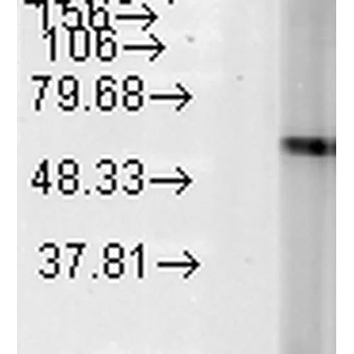 HSP60 Antibody - image 4