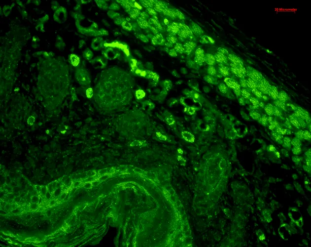 CD74 Antibody: Biotin - image 2