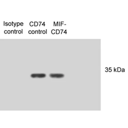 CD74 Antibody: Biotin - image 3