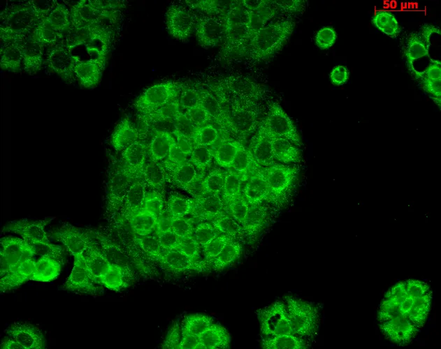 CD74 Antibody: Biotin - image 4
