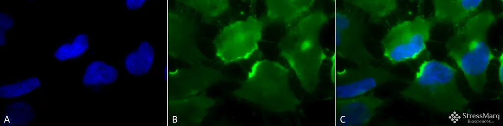 CD74 Antibody: Biotin - image 1