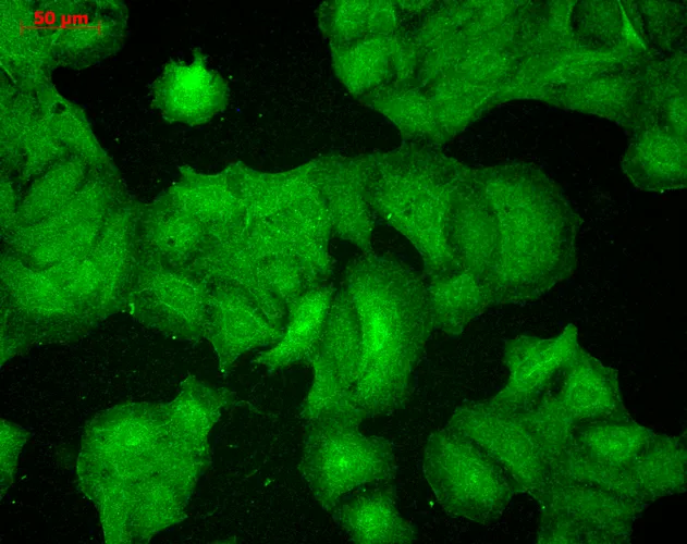 PSD95 Antibody - image 2
