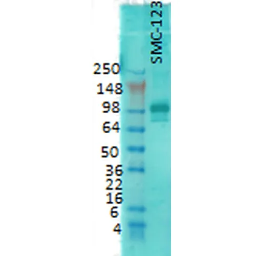 PSD95 Antibody - image 4