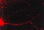 CaMKII (Alpha-Specific) Antibody: PerCP - image 5