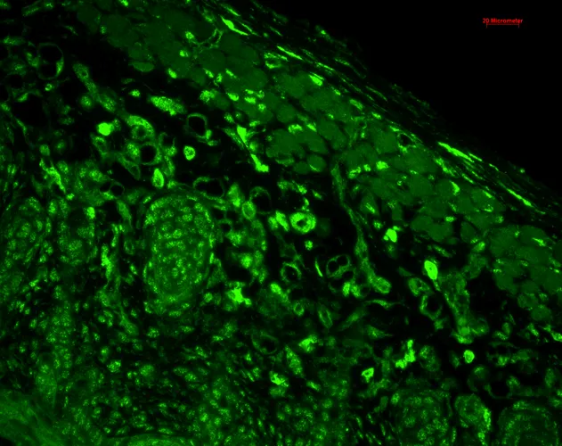 HO-1 Antibody - image 2