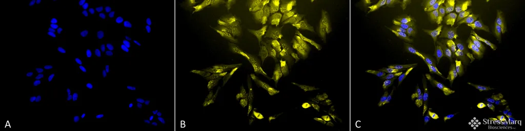 HO-1 Antibody - image 3