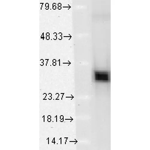 HO-1 Antibody - image 4