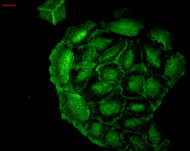 HO-1 Antibody - image 5