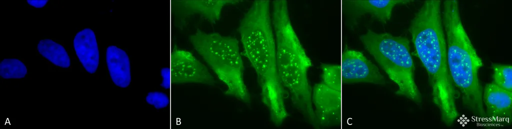 HO-1 Antibody - image 1