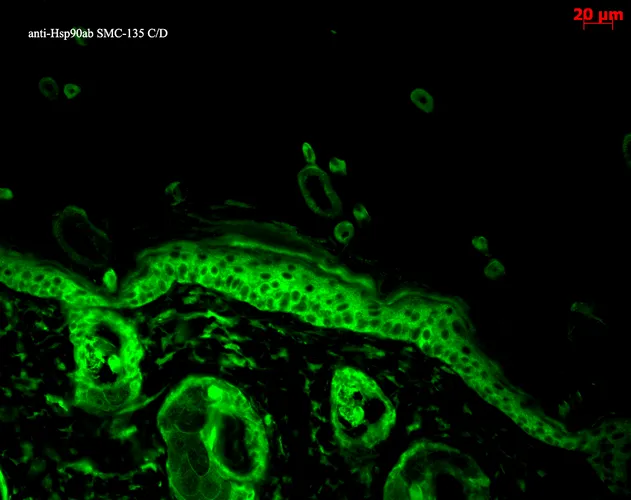HSP90 alpha/beta Antibody - image 2