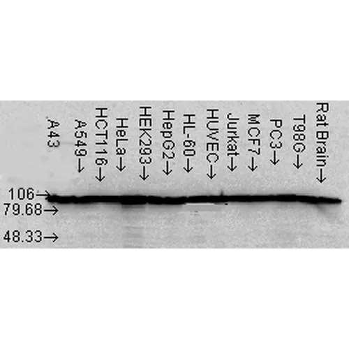 HSP90 alpha/beta Antibody - image 3