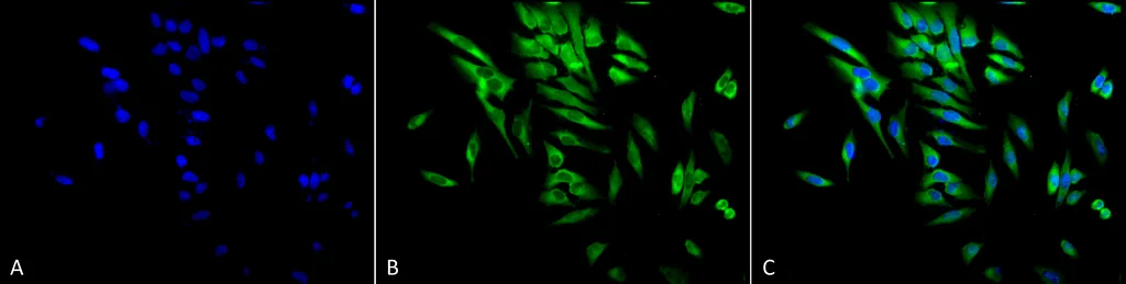 HSP90 alpha/beta Antibody - image 4