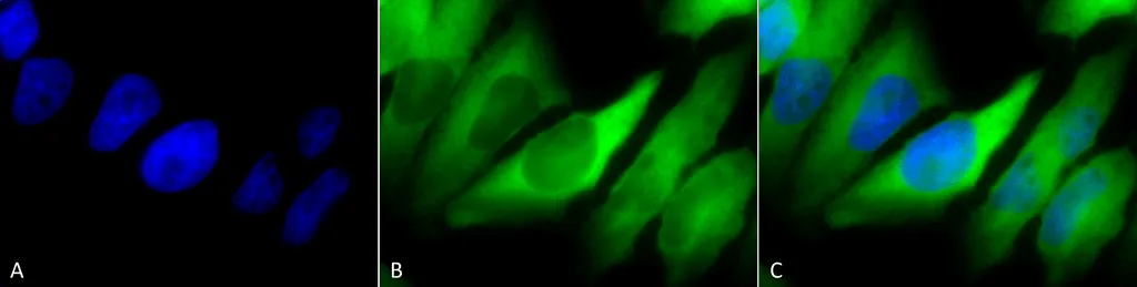 HSP90 alpha/beta Antibody - image 1