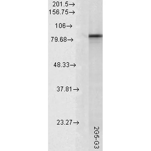 HSP90 alpha Antibody - image 2