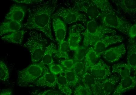 HSP90 alpha Antibody - image 1