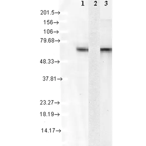 HSC70 (HSP73) Antibody: APC - image 2