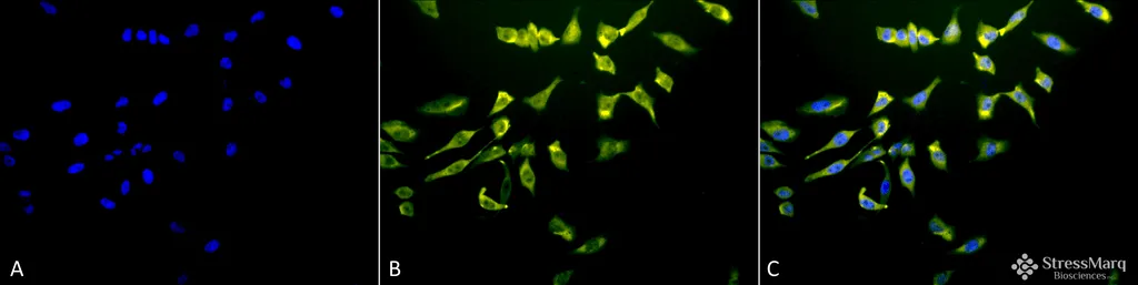 HSC70 (HSP73) Antibody: APC - image 3