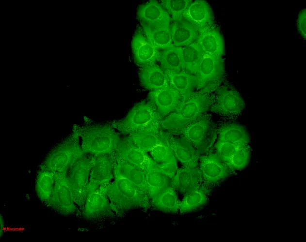 HSC70 (HSP73) Antibody: APC - image 4