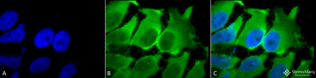 HSC70 (HSP73) Antibody: APC - image 1