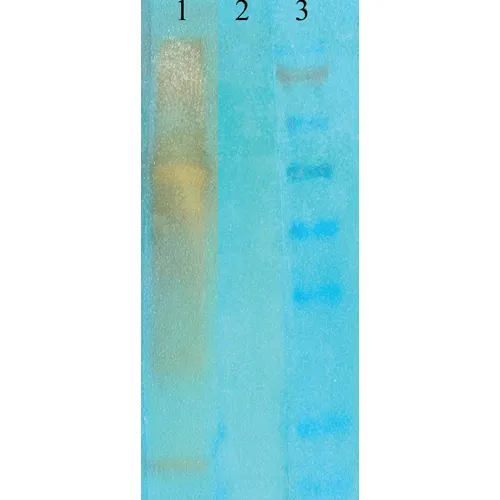 Acetylated Lysine Antibody - image 2